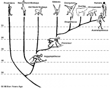 Primates – An Introduction to Anthropology: the Biological and Cultural ...