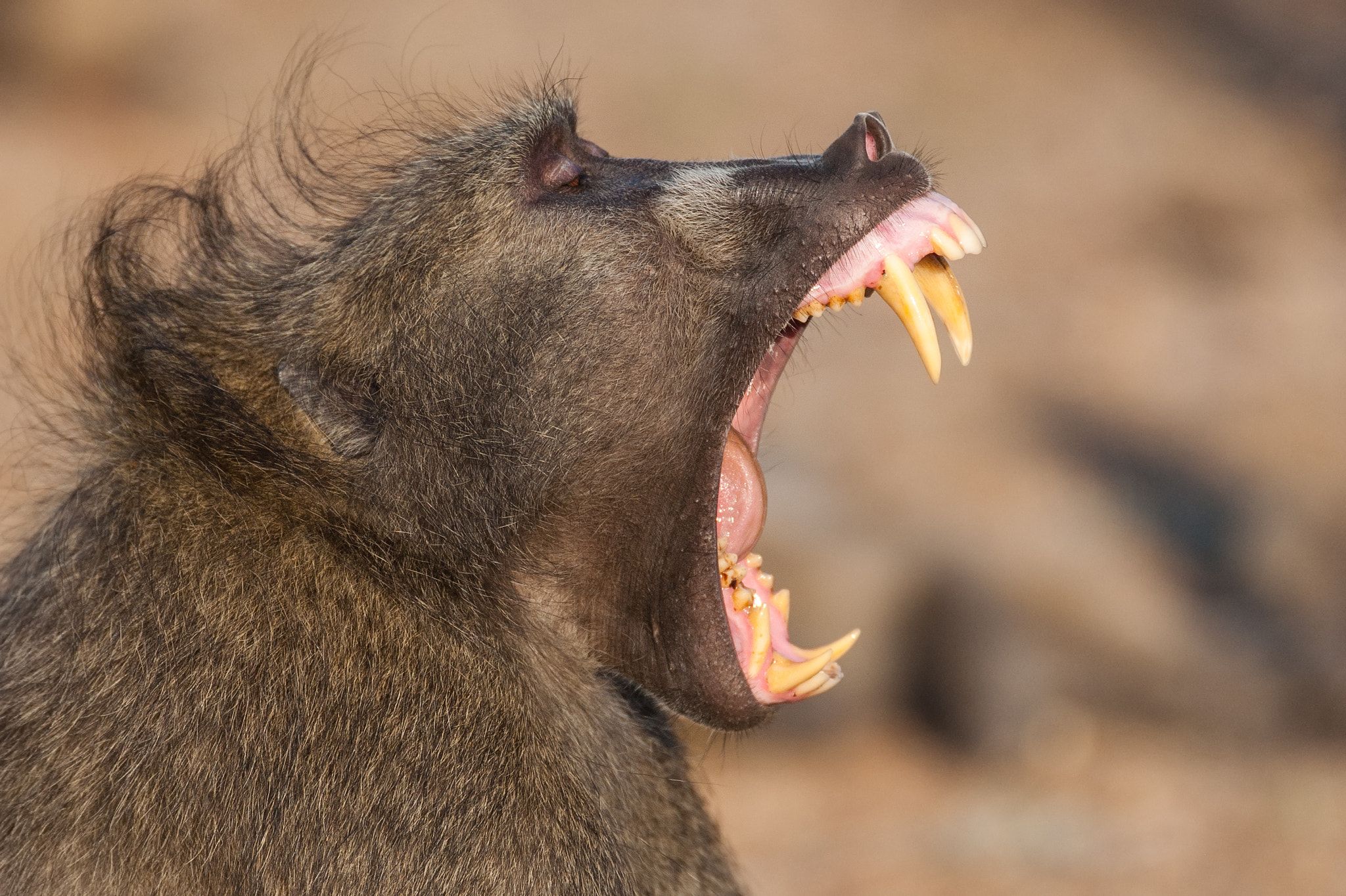 Primates An Introduction to Anthropology: the Biological and Cultural