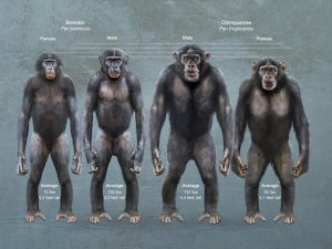 Factors influencing terrestriality in primates of the Americas and Madagascar