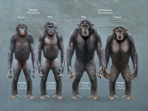 Comparison of the testical, breast, and genitalia sizes of the great apes :  r/Damnthatsinteresting