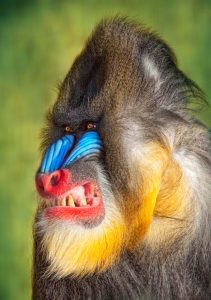 The Brutal Reason Some Primates Are Born a Weird Color