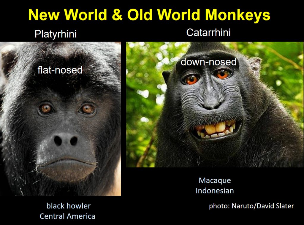 Primates An Introduction To Anthropology The Biological And Cultural   New And Old World Monkeys 1024x758 