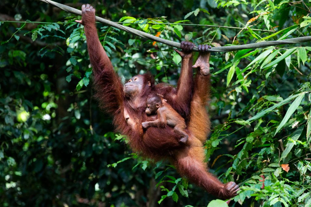 pongo orangutan jellycat