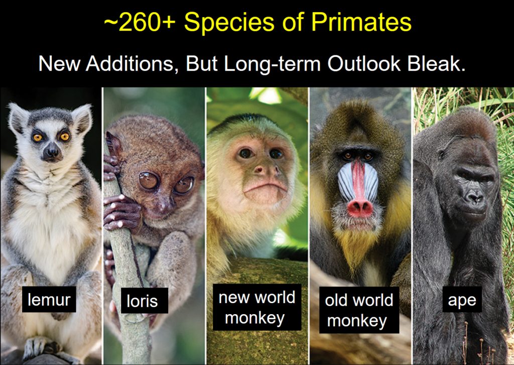 Primates – An Introduction To Anthropology: The Biological And Cultural ...