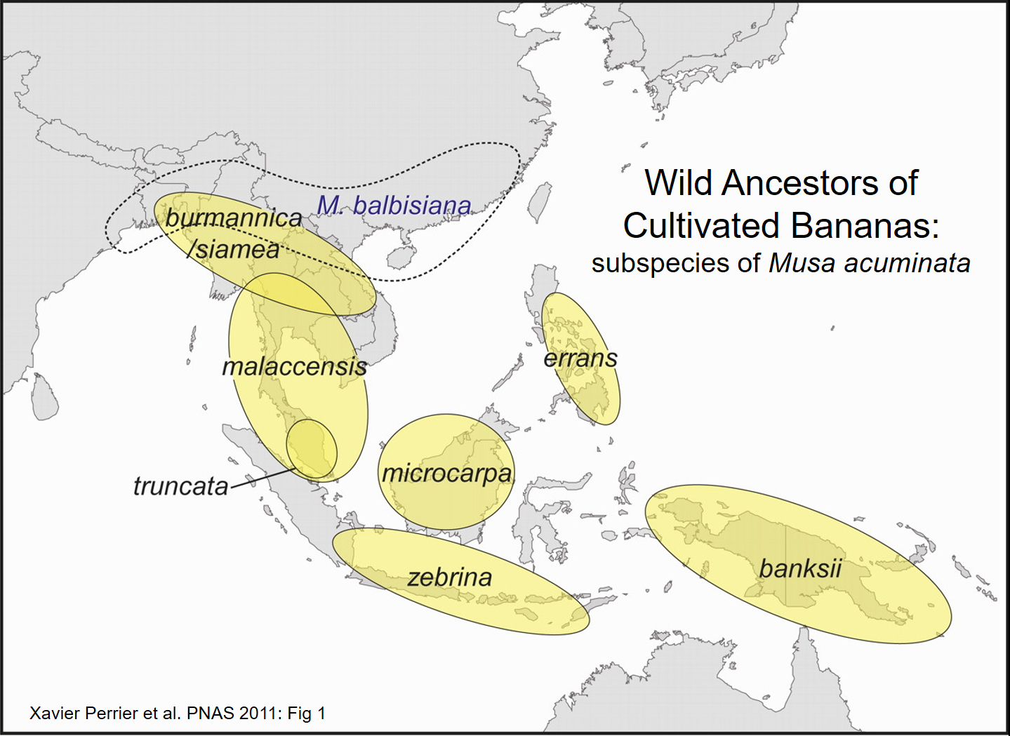 Domestication An Introduction to Anthropology the Biological and