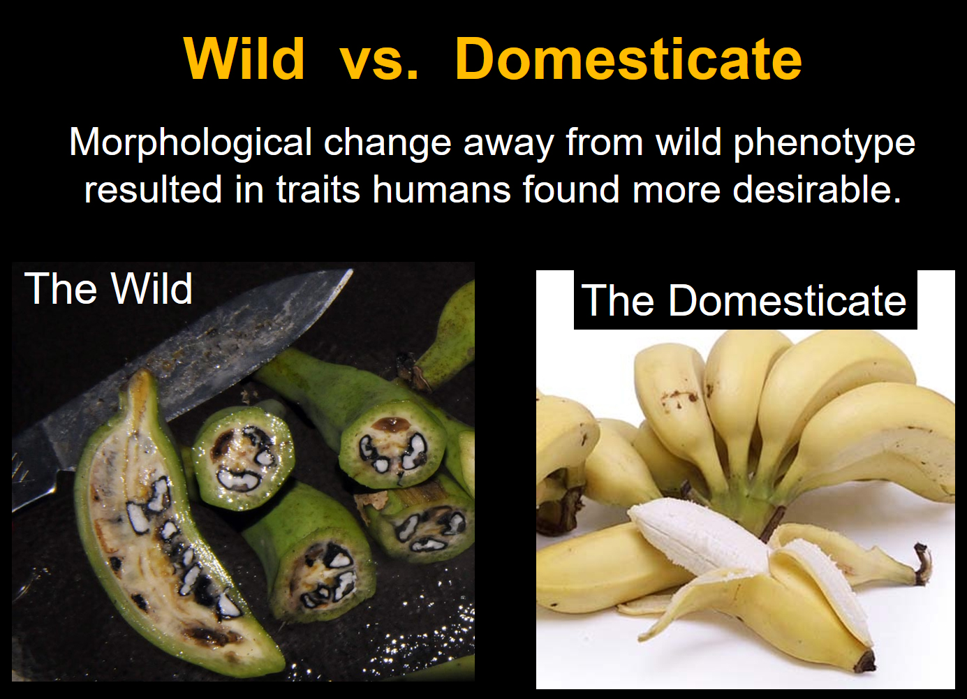 Bananas are down перевод на русский. Banana an extremely important Crop with Major problems.