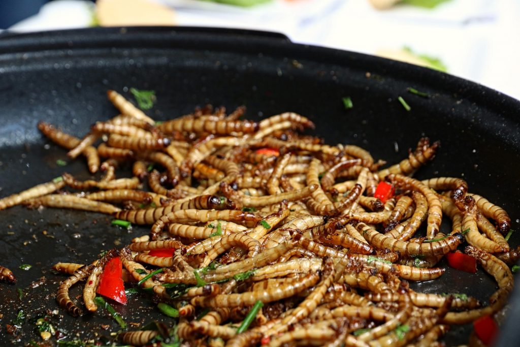 Rearing and Eating Mealworms Entomology Lesson Plans for Elementary