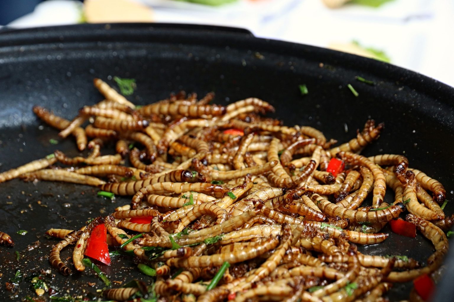 Rearing and Eating Mealworms Entomology Lesson Plans for Elementary