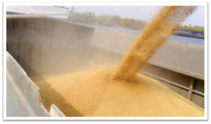 Grain unloading into truck or storage area, creating alot of dust.