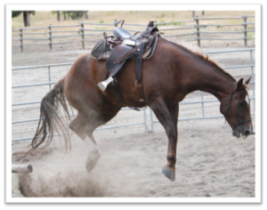 Horse with a saddle jumping, bucking, with head low. No ridder present.