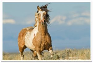 Horse running in open field