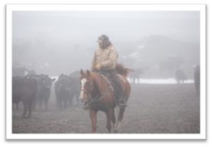 Horse and rider calmly walking through cattle pen.