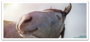 Horse appearing to smile.