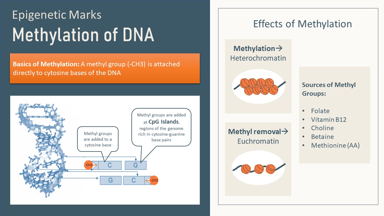 Epigenetics: A Healthy Life Starts Earlier Than You Think – Nutrition ...