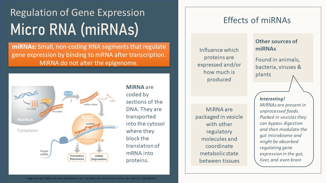 Epigenetics: A Healthy Life Starts Earlier Than You Think – Nutrition ...