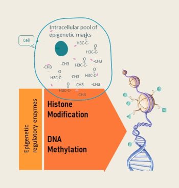 Epigenetics: A Healthy Life Starts Earlier Than You Think – Nutrition ...