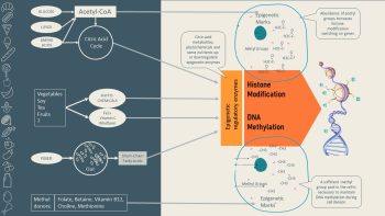 Epigenetics: A Healthy Life Starts Earlier Than You Think – Nutrition ...