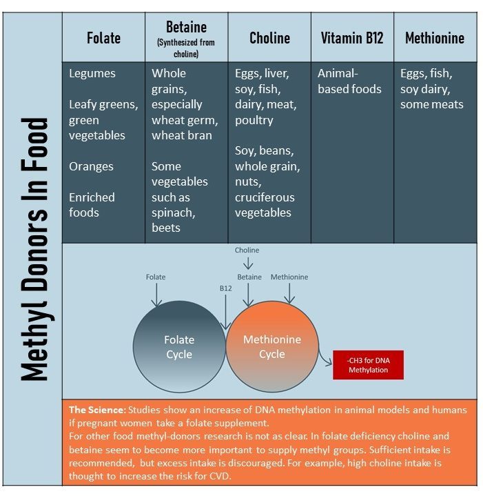 Epigenetics: A Healthy Life Starts Earlier Than You Think – Nutrition ...