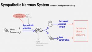 Hillsborough County - High Blood Pressure is an Often-Invisible Barrier to  Healthy Aging