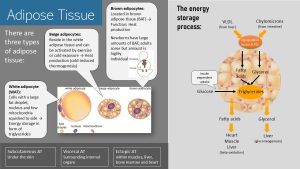 Infographic visually summarizing text below