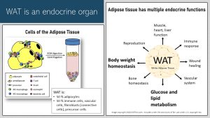 Infographic visually summarizing text below