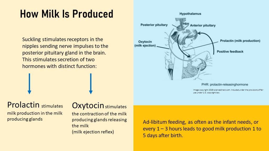 Human Milk Is More Than Nutrition For Infants – Nutrition Through the ...