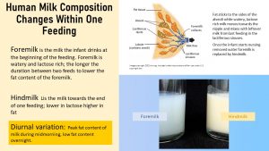 Breast Milk Composition Over Time: What's in it and How Does it Change?