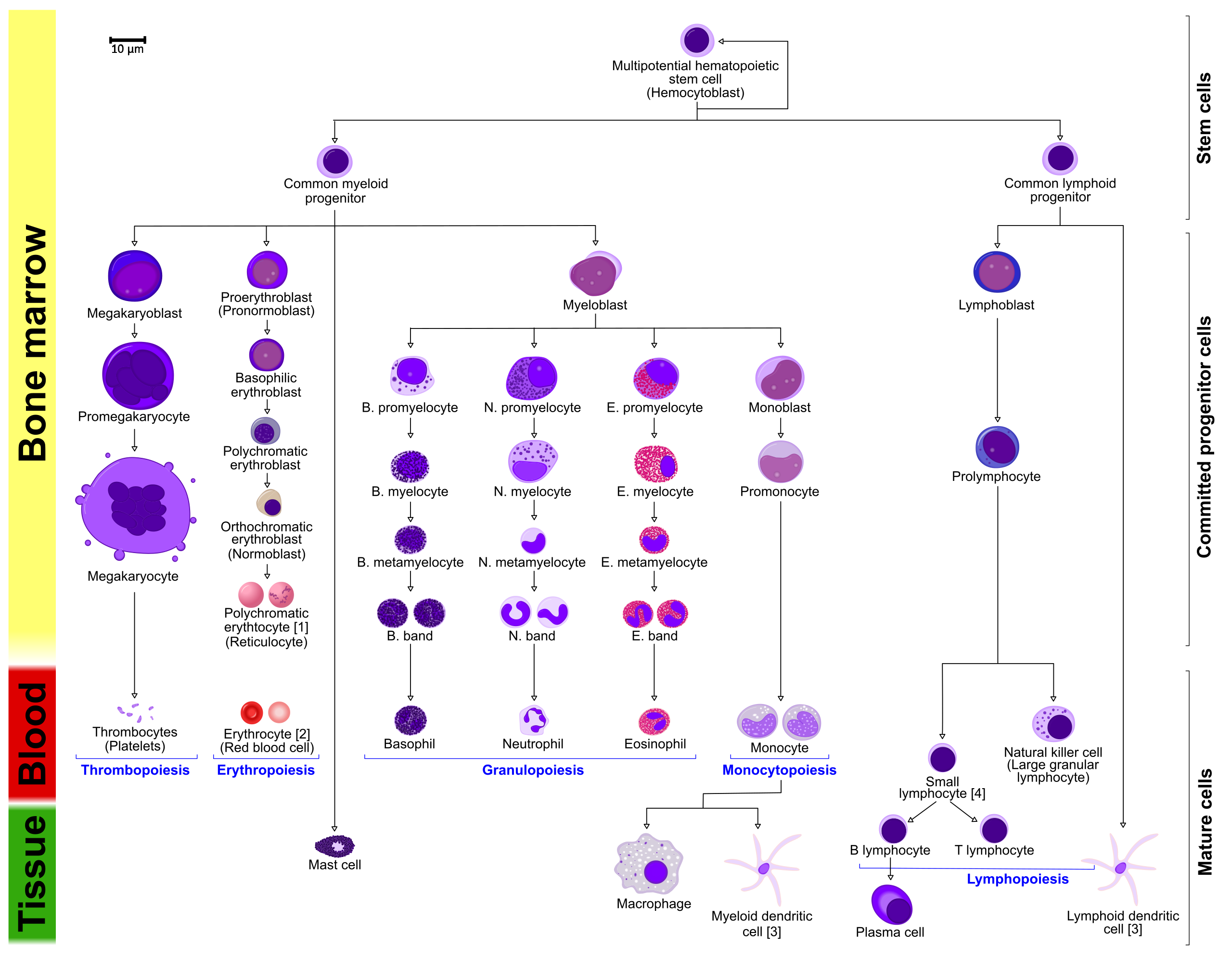 A diagram of normal hematopoiesis